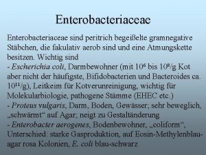 Enterobacteriaceae sind peritrich begeielte gramnegative Stbchen die fakulativ
