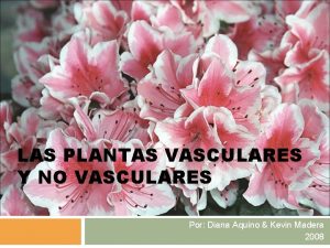 Ejemplo de plantas no vasculares