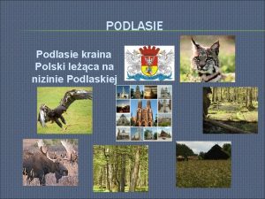 PODLASIE Podlasie kraina Polski leca na nizinie Podlaskiej