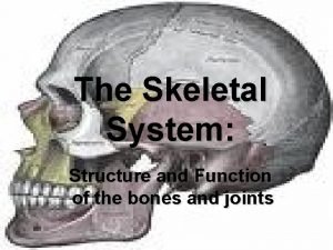 Maxillofacial anatomy