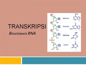 TRANSKRIPSI Biosintesis RNA DOGMA SENTRAL PRINSIP TRANSKRIPSI 1