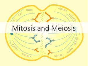 Mitosis and Meiosis Cells Division Cells divide for