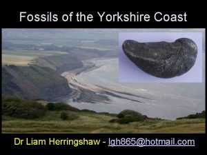 Filey brigg fossils