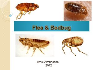 Flea Bedbug Amal Almuhanna 2012 Bed bugs Cimex