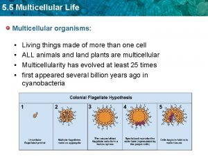 5 5 Multicellular Life Multicellular organisms Living things