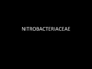 Nitrobacter