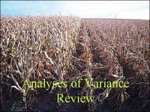 Analyses of Variance Review Simple Situation Genotype A