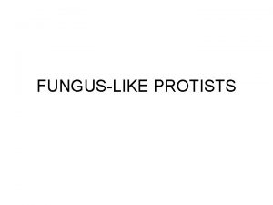 Fungus like protists characteristics