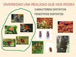 DIVERSIDAD UNA REALIDAD QUE NOS RODEA CARACTERES DISTINTOS