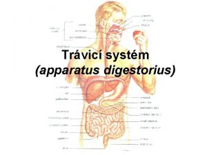 Trvic systm apparatus digestorius Funkce pjmu potravy mechanickmu