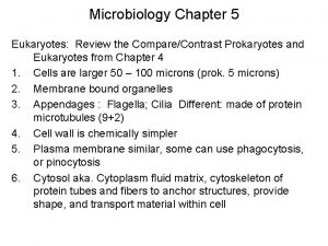 Paramecium prokaryotic or eukaryotic