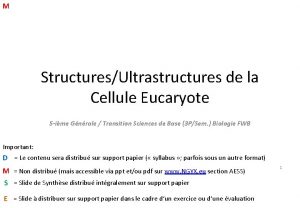 Cellule eucaryote animale schéma