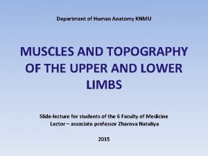 Department of Human Anatomy KNMU MUSCLES AND TOPOGRAPHY