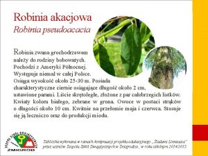 Robinia akacjowa Robinia pseudoacacia Robinia zwana grochodrzewem naley