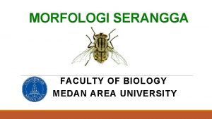 Morfologi belalang