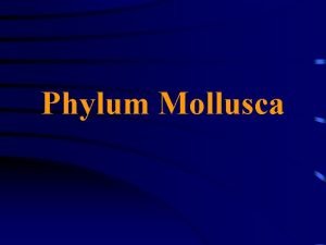 Phylum Mollusca Introduction Includes animals such as squids