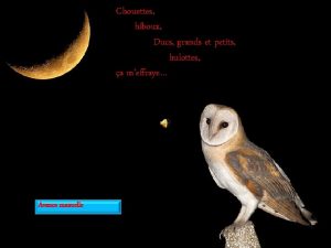 Chouettes hiboux Ducs grands et petits hulottes a