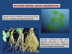 BTKLERN MNERAL MADDE ABSORBSYONU Alglerde mineral maddelerin absorpsiyonu