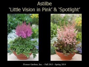 Hydrangea spotlight pink