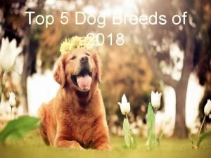 Top 5 Dog Breeds of 2018 Labrador Retriever