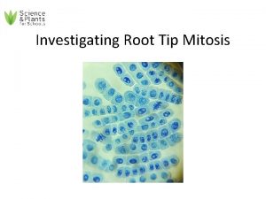 Garlic root tip mitosis