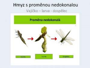 Najáda je larva