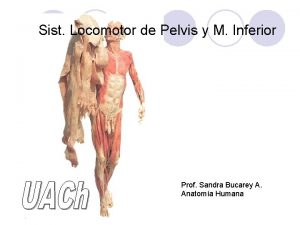 Articulaciones de la pelvis