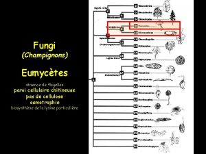 Fungi Champignons Eumyctes absence de flagelles paroi cellulaire