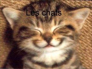 Informations sur les chats Informations sur les chats