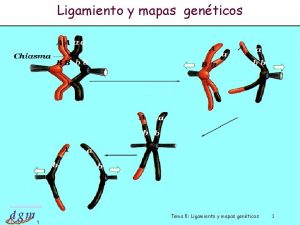 Ligamiento y mapas genticos Dr Antonio Barbadilla 1