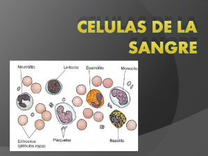 CELULAS DE LA SANGRE Clulas med osea SANGRE