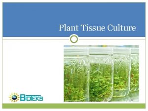 Application of plant tissue culture