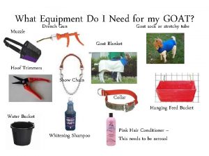 Goat showing equipment