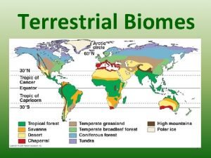 Terrestrial Biomes 1 Biomes Community in a food