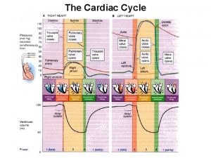 Cardiac cycle phases