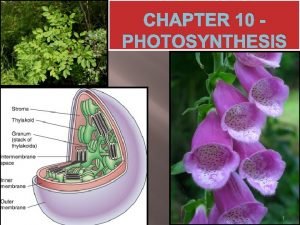 CHAPTER 10 PHOTOSYNTHESIS 1 The chloroplasts of plants