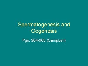 Spermatogenesis and Oogenesis Pgs 984 985 Campbell Spermatogenesis