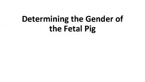 Fetal pig gender