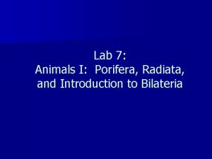 Radiata animals