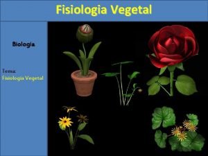 Fisiologia Vegetal Biologia Tema Fisiologia Vegetal Fisiologia Vegetal