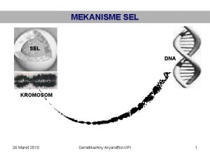 MEKANISME SEL DNA KROMOSOM 26 Maret 2010 GenetikaAny