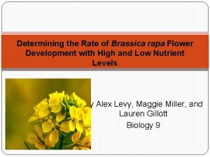Determining the Rate of Brassica rapa Flower Development
