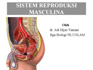 SISTEM REPRODUKSI MASCULINA Oleh dr Adi Hijaz Yamani