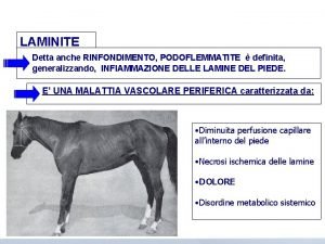 LAMINITE Detta anche RINFONDIMENTO PODOFLEMMATITE definita generalizzando INFIAMMAZIONE