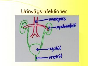 Urinvgsinfektioner URETRIT l Etiologi del i UVI gonorr