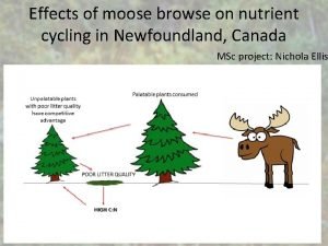 Moose browse