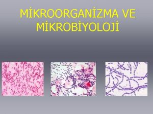 MKROORGANZMA VE MKROBYOLOJ Veteriner fakltesi Mikrobiyoloji Anabilim Dal