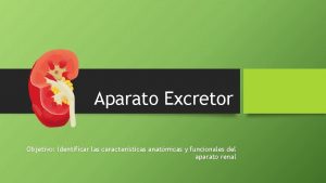 Aparato Excretor Objetivo Identificar las caractersticas anatmicas y