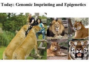 Today Genomic Imprinting and Epigenetics haploid X 23