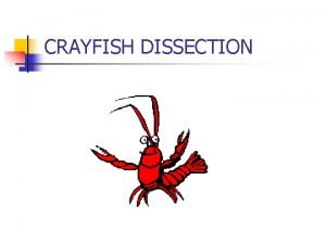 Crayfish excretory system